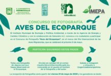 Conmemora Gobierno de Hermosillo Día Internacional de las Aves Migratorias con un concurso de fotografía