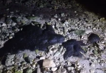 Advierten presencia de chapopote en playas de anidación de tortugas en Campeche