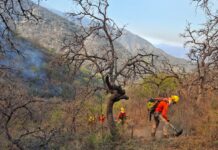 CEPC coordina esfuerzo de más de 100 combatientes forestales en Tarachi