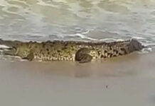 Ataca cocodrilo a turista en playas de jalisco