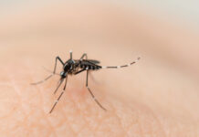*Llama Salud Sonora a reforzar medidas preventivas contra el dengue tras las lluvias*
