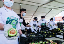 Jalisco obtiene Récord Guinness con guacamole más grande del mundo