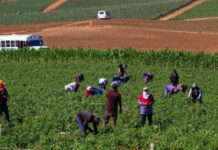 Gobierno entregará 40 mil pesos a 36 mil familias jornaleras de San Quintín, anuncia Sheinbaum