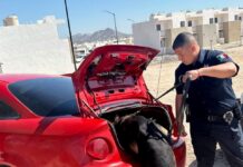 Unidad K-9 fortalece operativos de la Policía Estatal y la detención de objetivos prioritarios