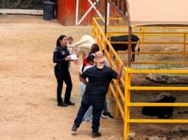 Incrementa Policía Estatal acciones de proximidad ciudadana durante el verano*