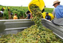 En riesgo cosecha de vino a causa de la sequía en Francia