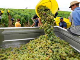 En riesgo cosecha de vino a causa de la sequía en Francia