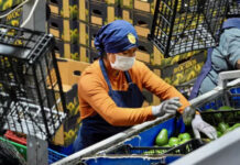 Reanuda EU actividades de inspectores de aguacate en Michoacán tras suspensión por amenaza