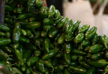 Cofepris descarta brote de salmonela en chile jalapeño de una planta en Nuevo León