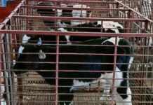 *Gobierno de Sonora refuerza vigilancia sanitaria ante detección de gusano barrenador*