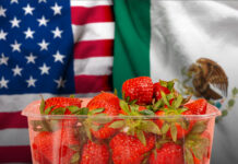 EU ‘castiga’ a fresa mexicana y amenaza con arancel de 5.28% por ‘dumping’: ‘No hay bases’, responde México