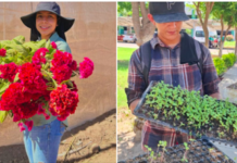 Se preparan para la cosecha de flores tradicionales del Día de Muertos