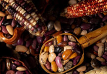 Recuperan terrenos del frustrado NAIM para producir maíz y frijol