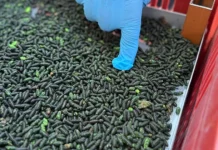 Intensifica acciones para contener el gusano barrenador