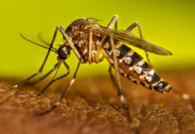 Suman cinco muertes por dengue en Sonora