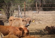 Gobierno de Sonora reanudará exportación de ganado por Agua Prieta el 20 de octubre tras resultados de laboratorio de Senasica