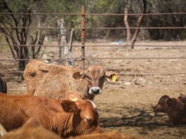 Gobierno de Sonora reanudará exportación de ganado por Agua Prieta el 20 de octubre tras resultados de laboratorio de Senasica