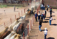 Agricultura descarta fiebre aftosa en Sonora; exportación de ganado se reanuda el 20 de octubre
