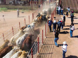 Agricultura descarta fiebre aftosa en Sonora; exportación de ganado se reanuda el 20 de octubre