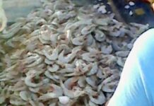 PESCADORES RIBEREÑOS PIDEN APOYOS EMERGENTES Y ADELANTAR LA TEMPORADA DE CAMARÓN EN SONORA