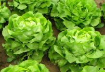 Cofepris niega que lechuga mexicana causara brotes de Cyclospora en EU